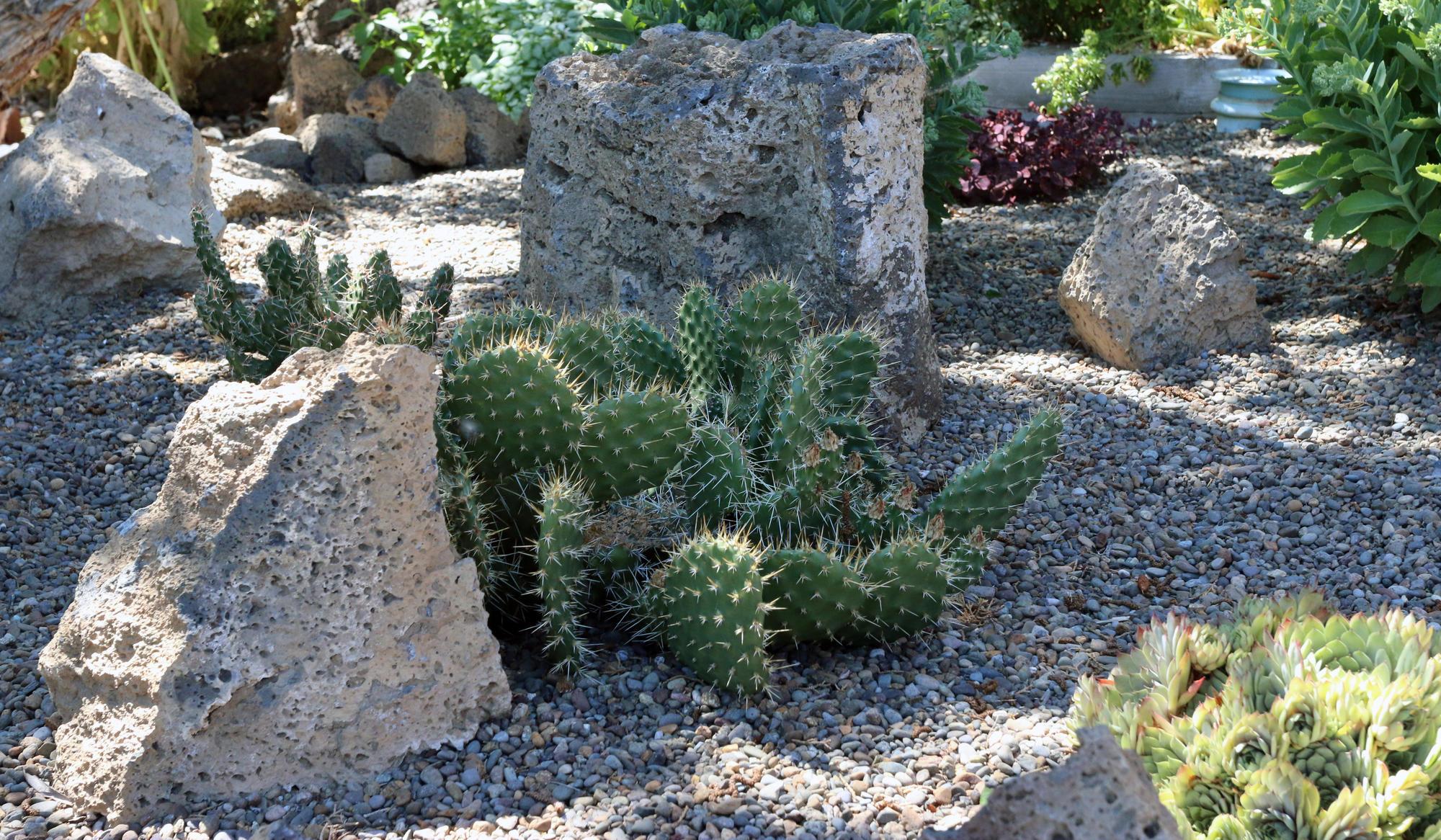 poky cactus between two boulders on gravel mulch