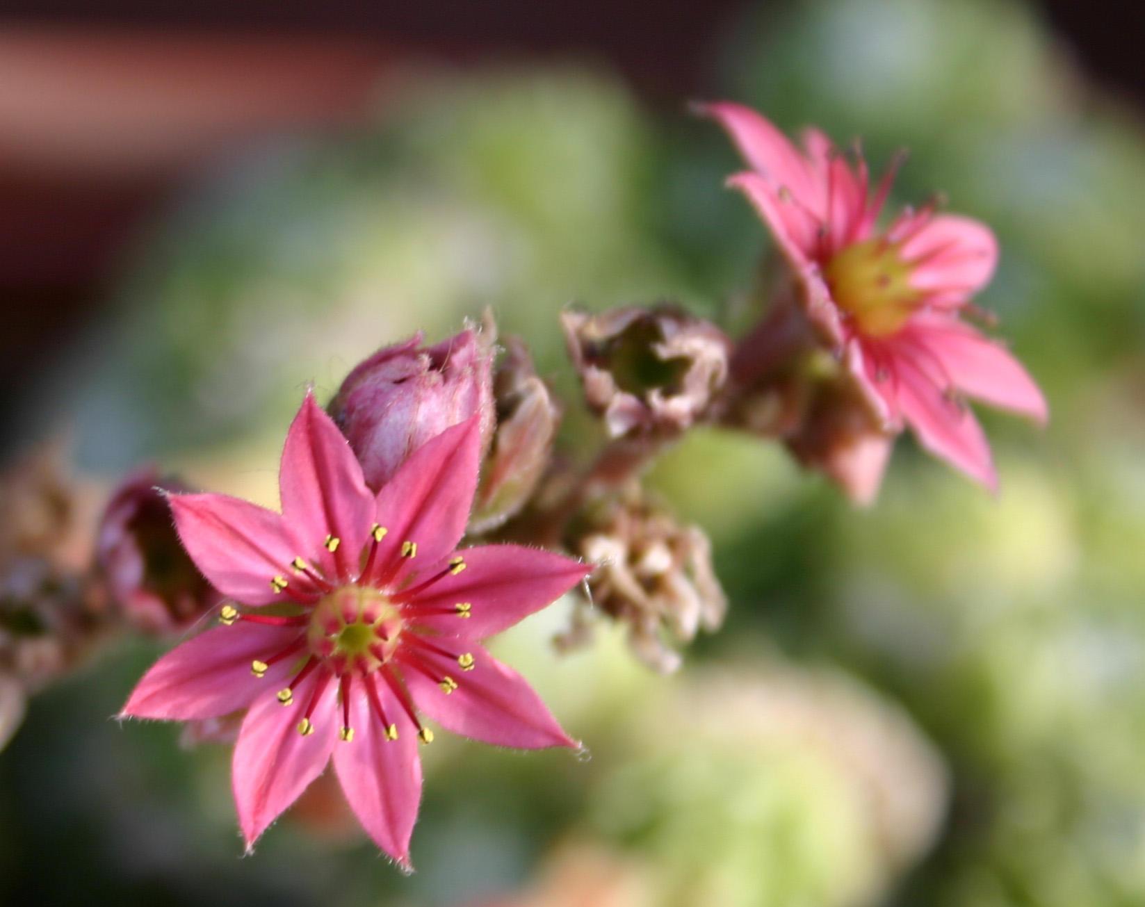 Pink blooms from a hens chicks succulent.