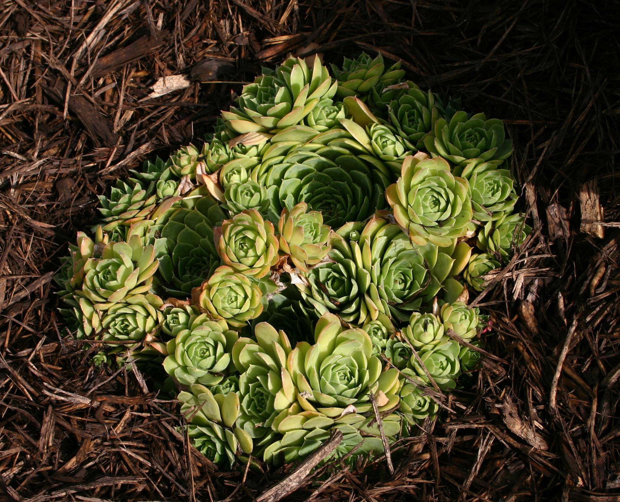 clusters of labyrinth-like circles of succulent green leaves