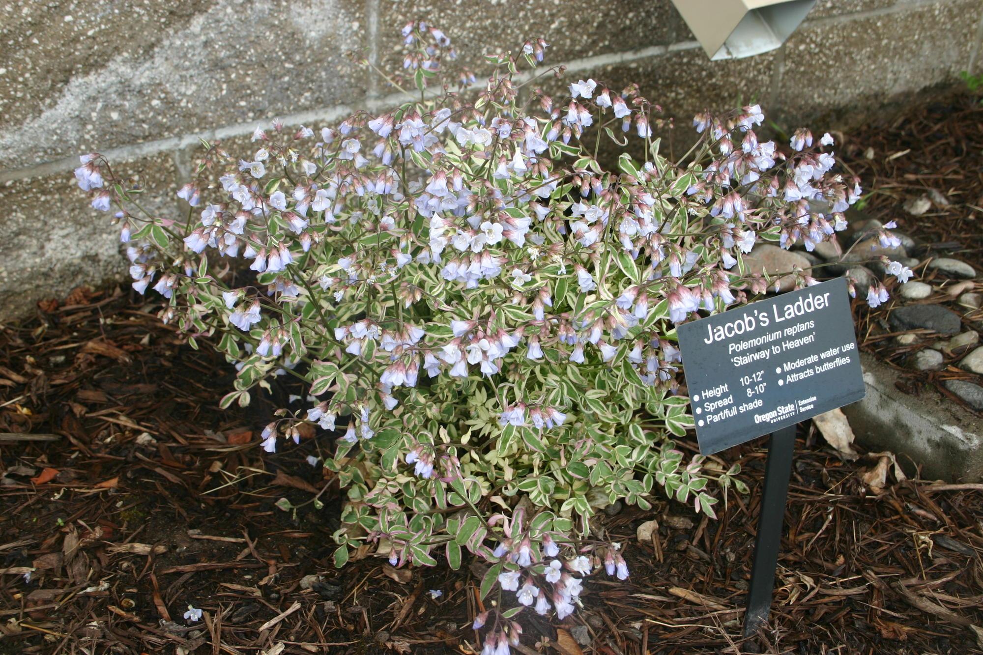A Jacob's ladder plant with a sign labelling it.