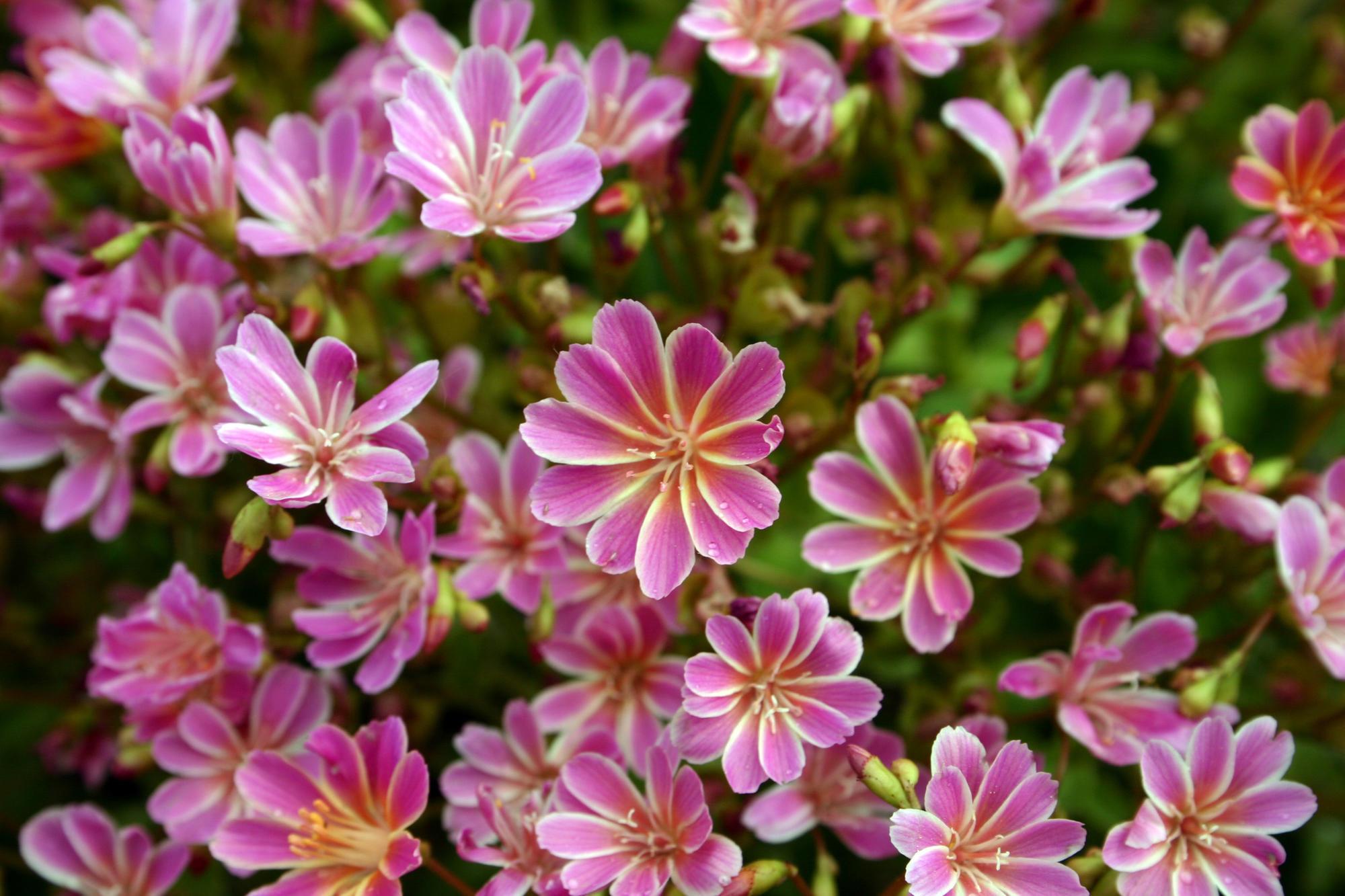 Pink flowers, petals edged in white, with yellow centers