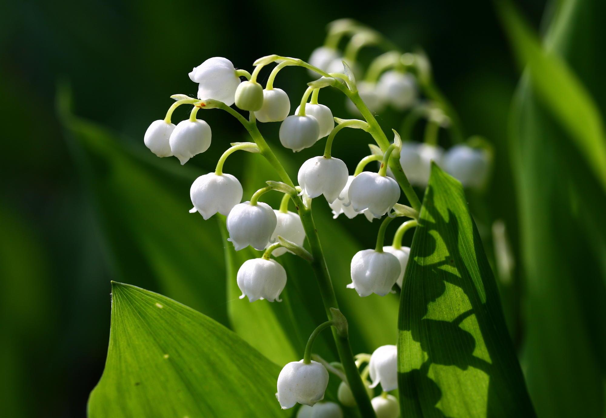 white cup-shaped fringed flowers dangling from green stems amid thick green leaves