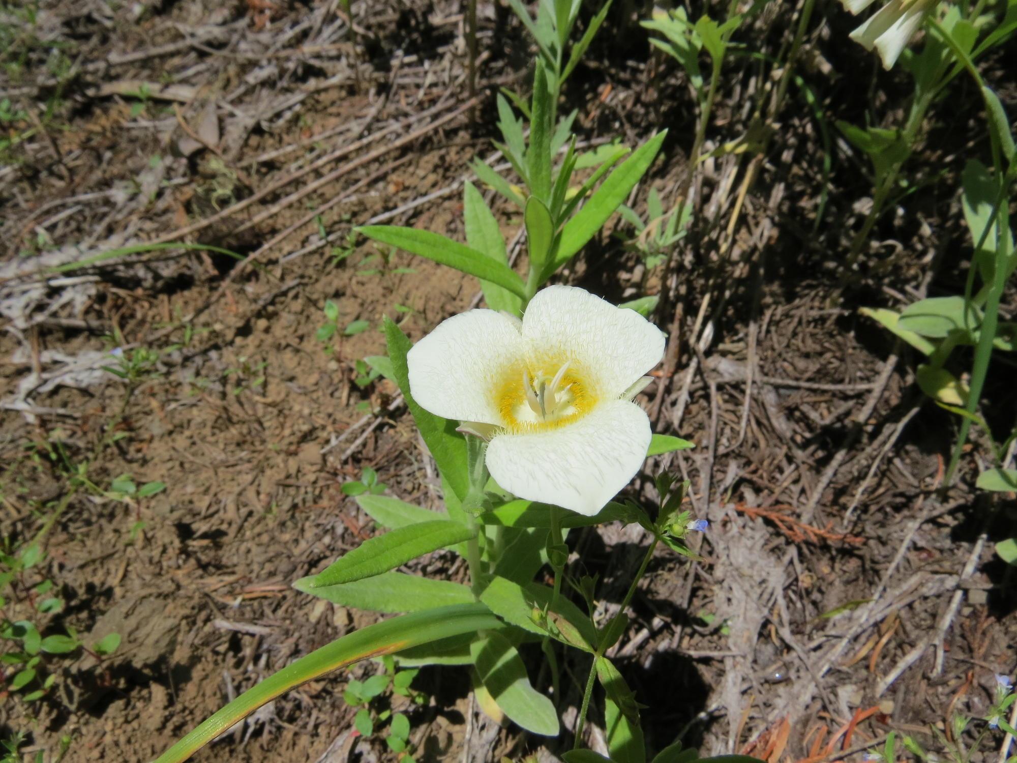 A close-up of a white mariposa lily flower.