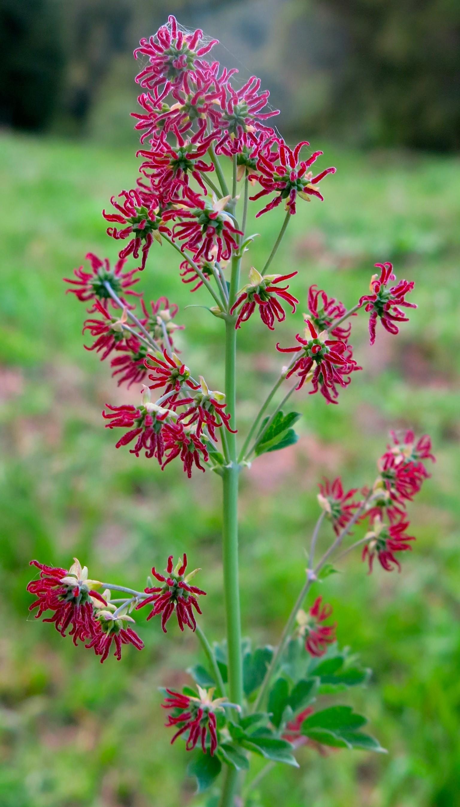 Frilly red flowers on stalk, grass in background