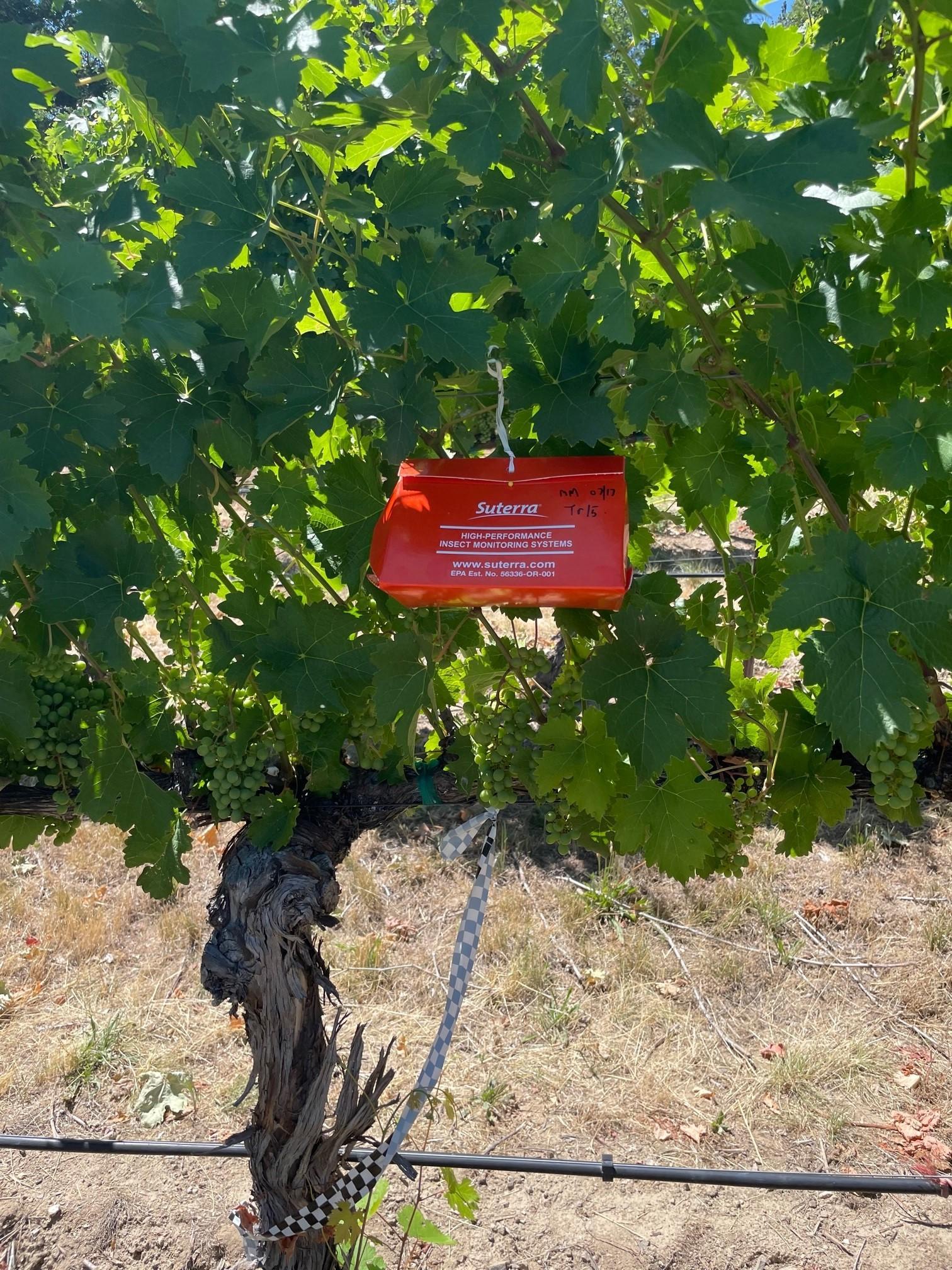 Vine mealybug monitoring trap placed in grapevine canopy.