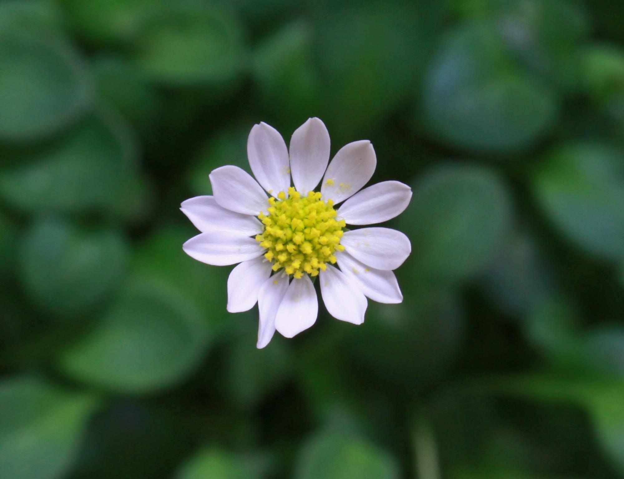 A miniature mat daisy. Tiny white petals and daisy-like yellow center
