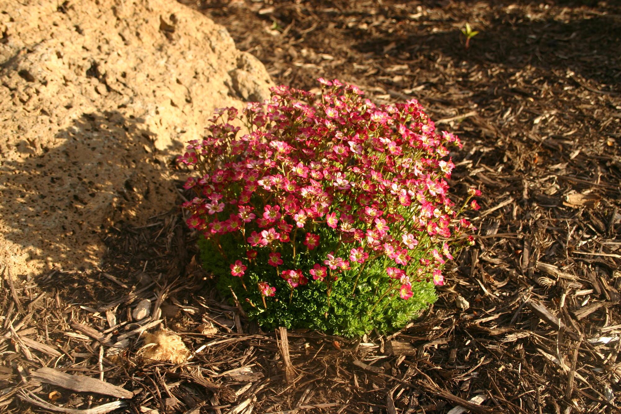 A mossy saxifrage with pink blooms.