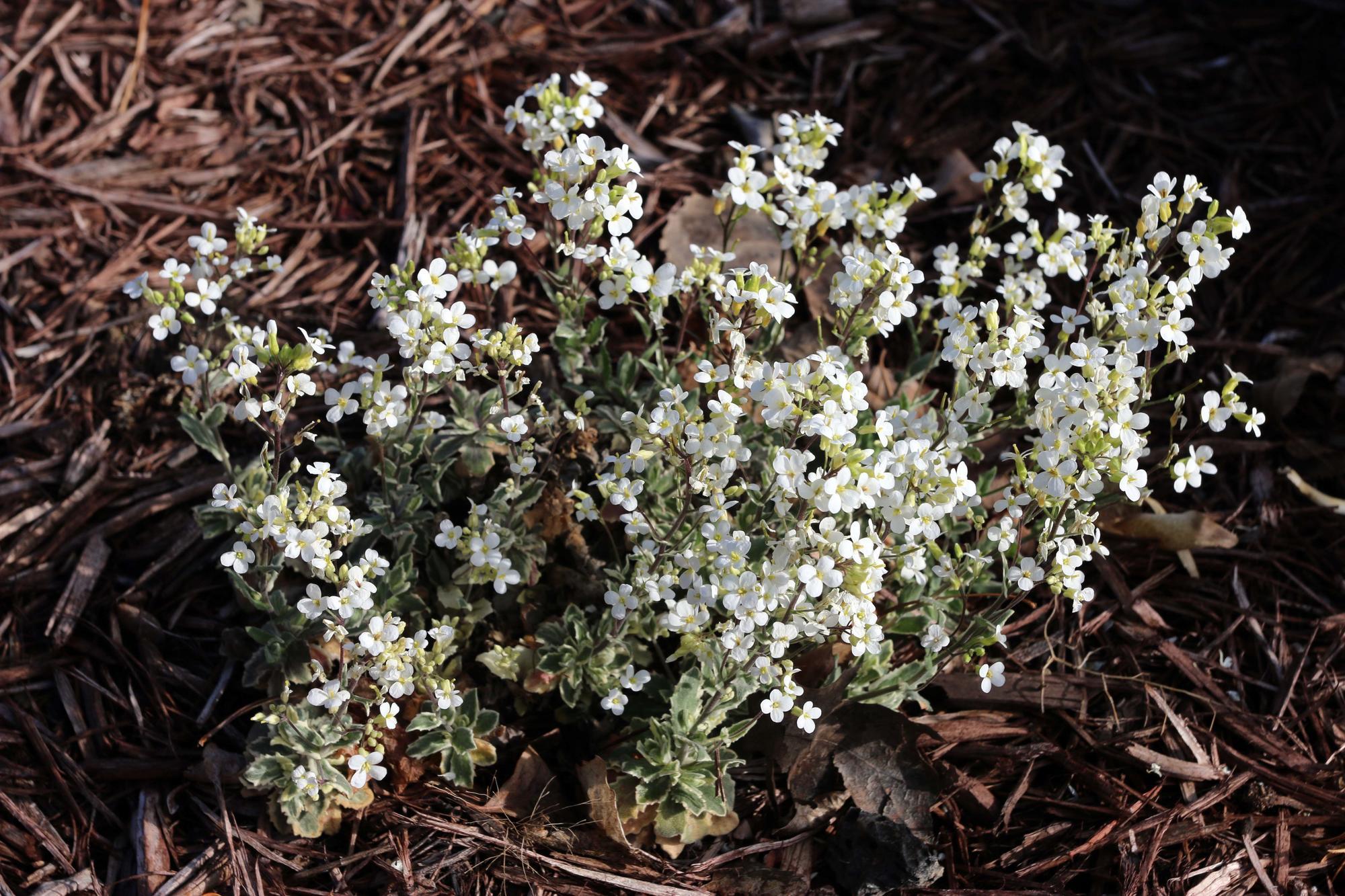 White rockcress blooms in a garden bed.