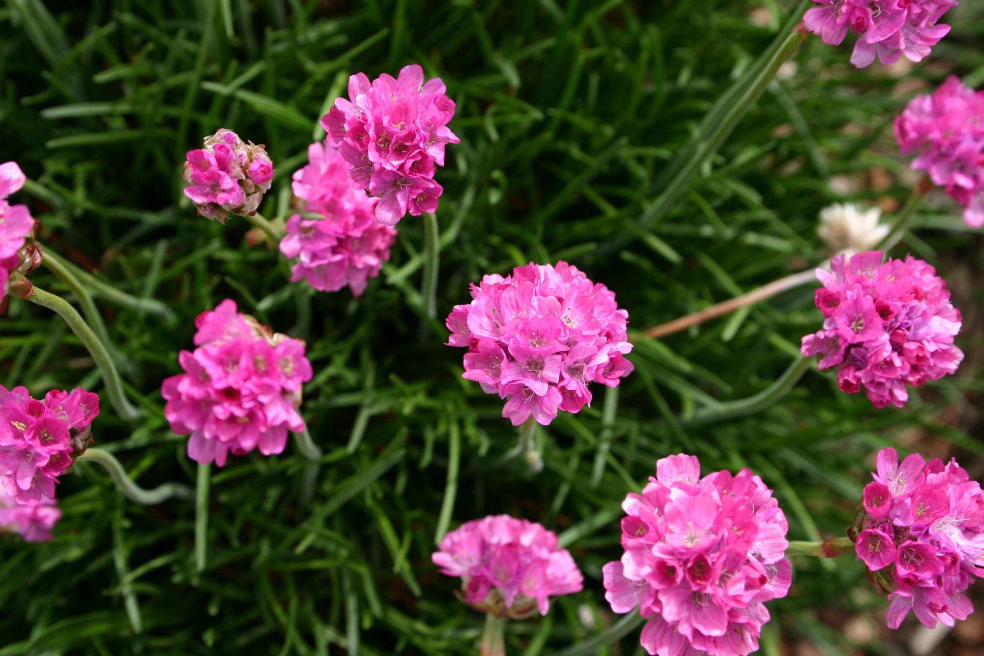 A close-up of pink sea thrift blooms.
