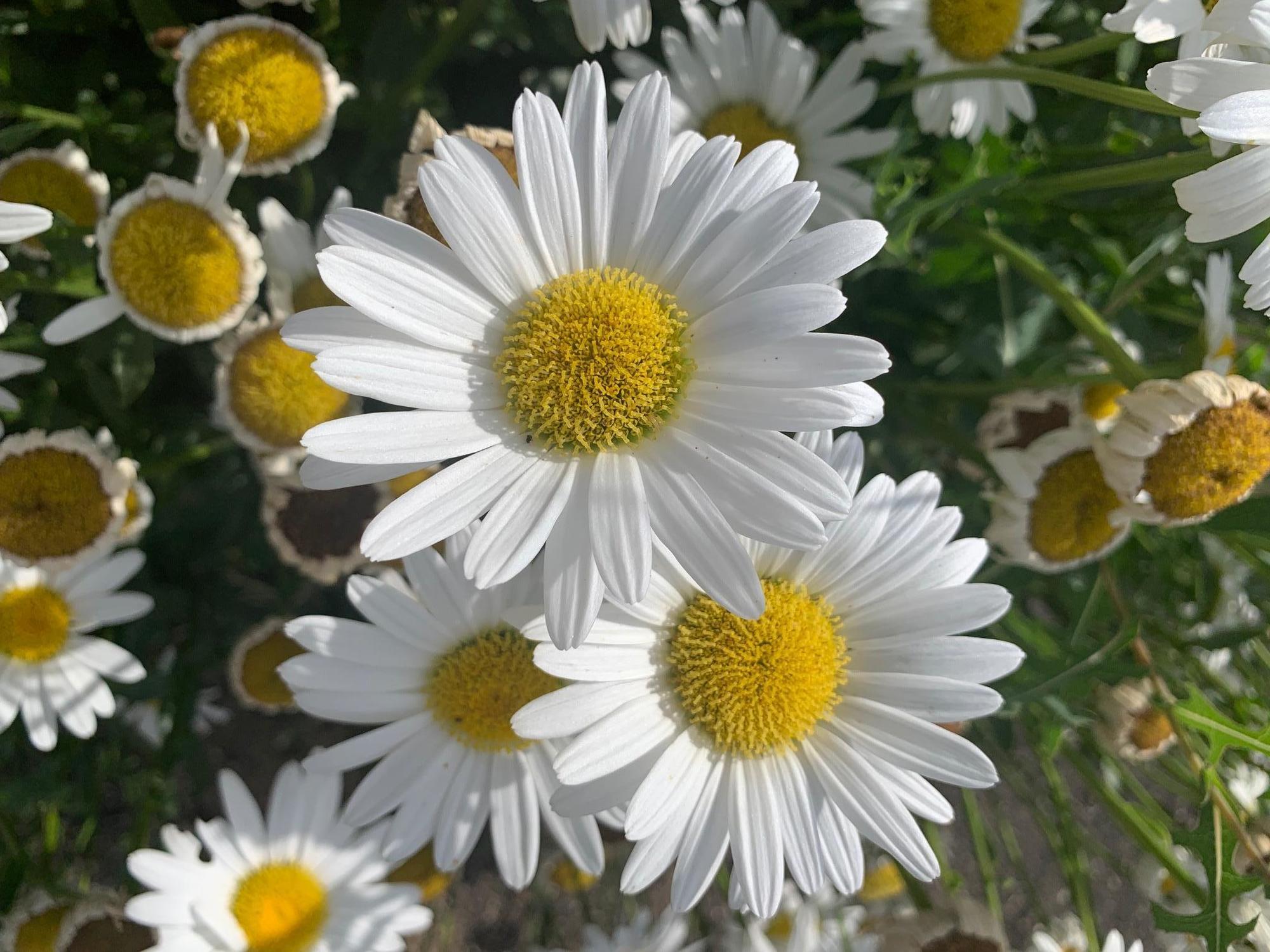 Shasta daisy flowers, white with yellow centers