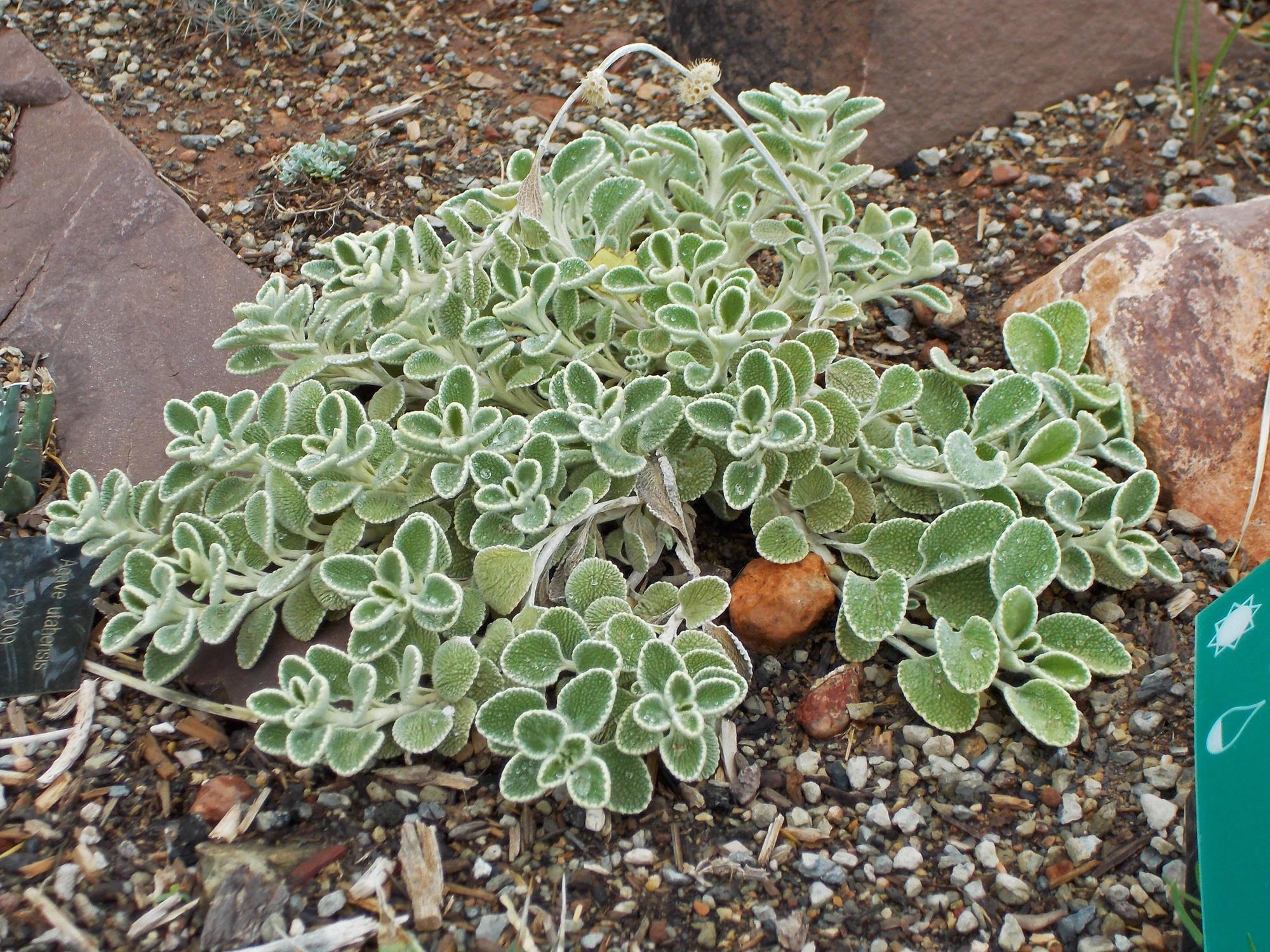 A silver-edged horehound plant.