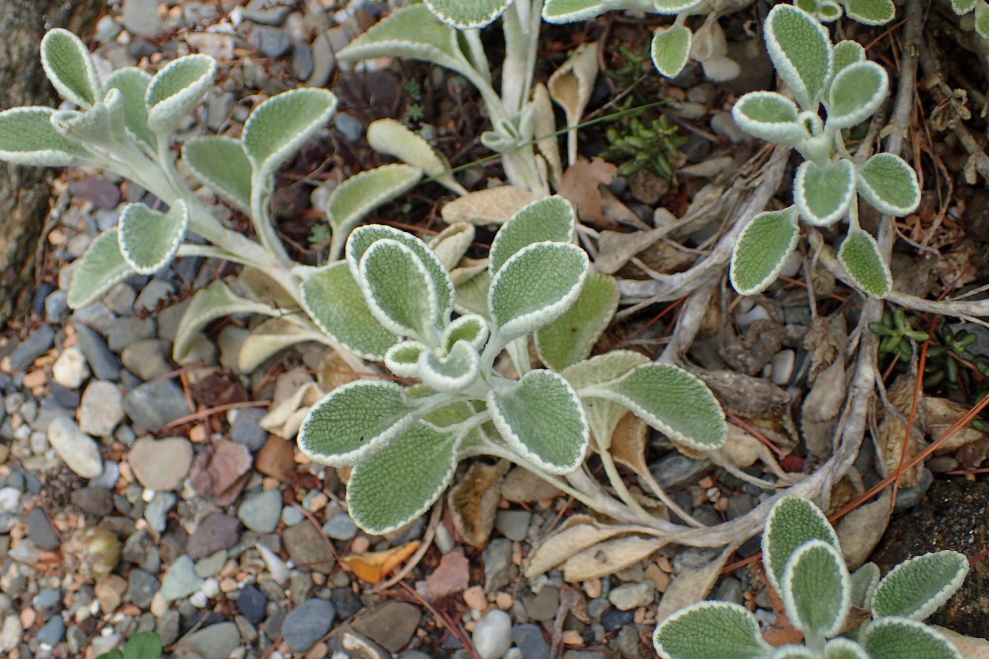 Leaves of a  silver-edged horehound.