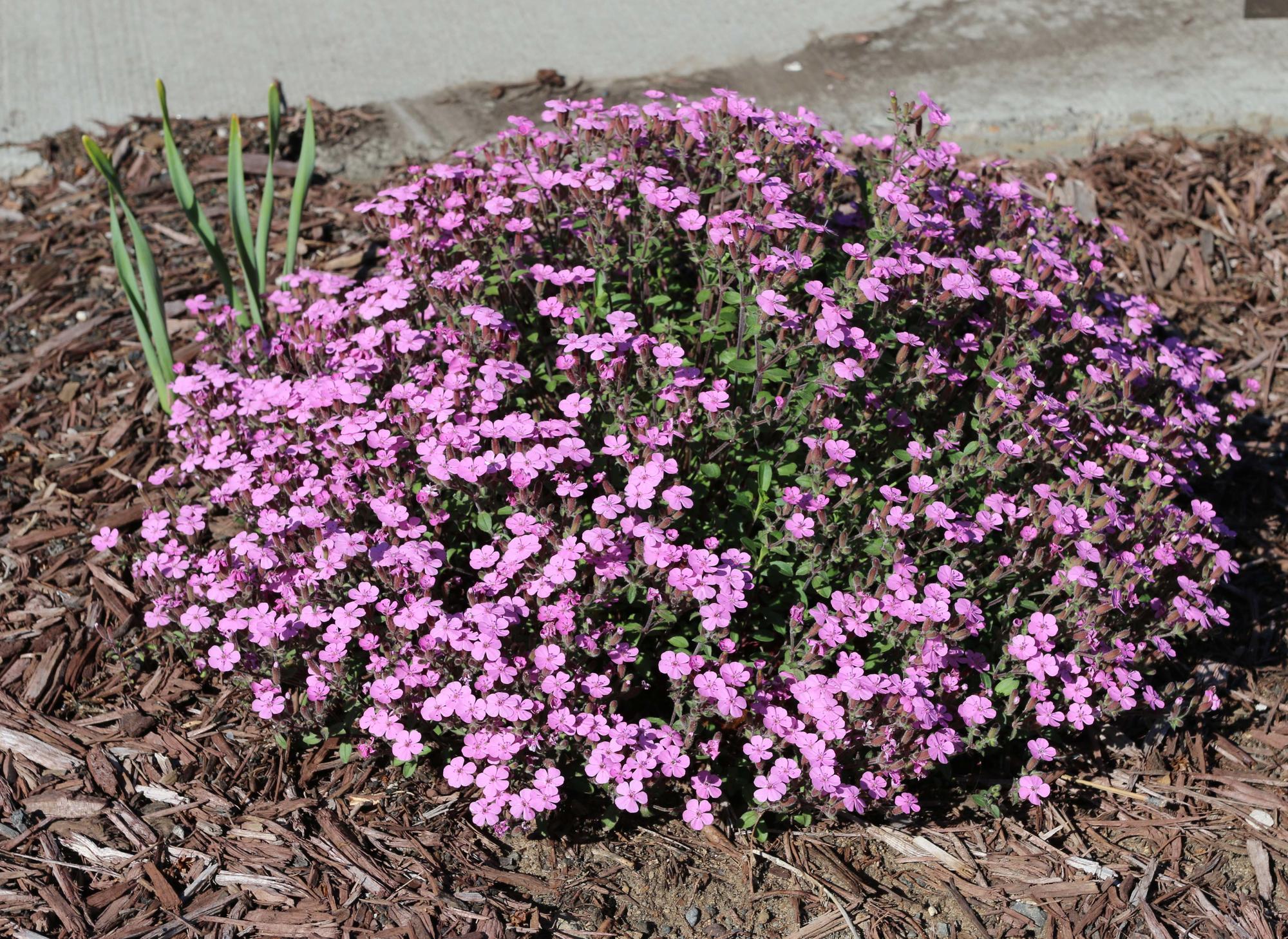 small pink blooms on round mound of groundcover plant