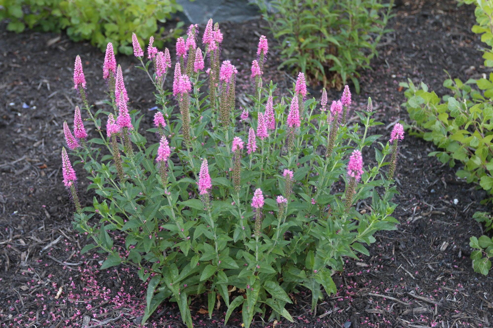 spikes of pink blooms