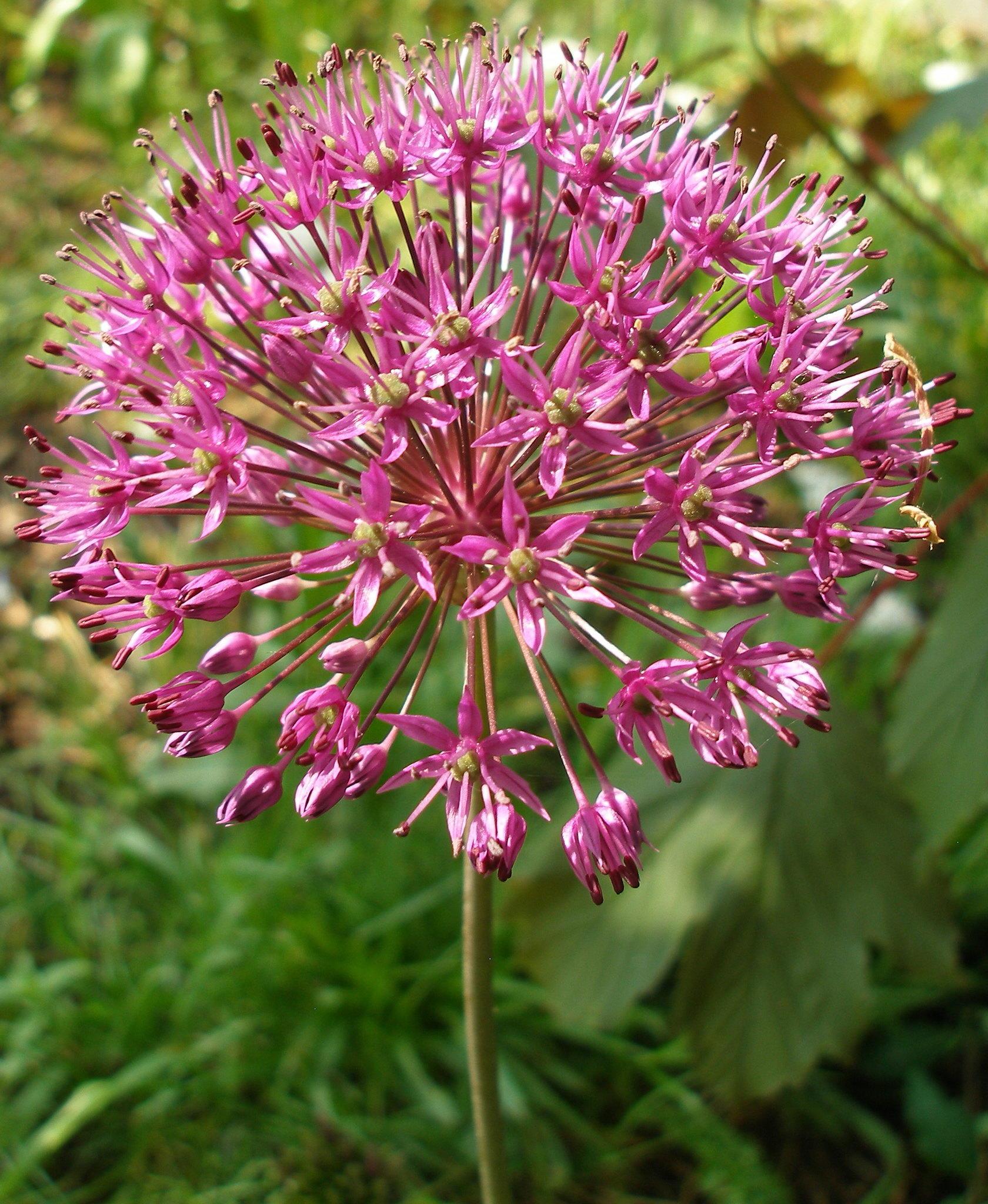 Many small pink flowers arranged in shape of large globe