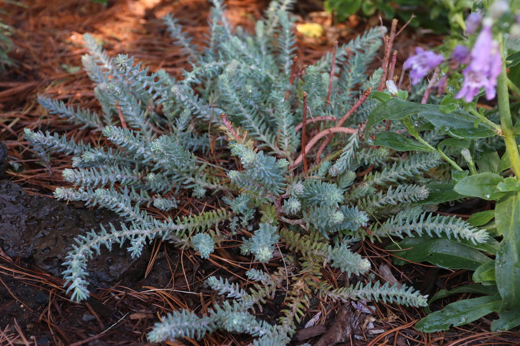 A stonecrop sedum Blue Spruce plant.