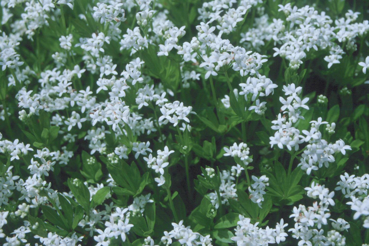 White blooms of a sweet woodruff flower.