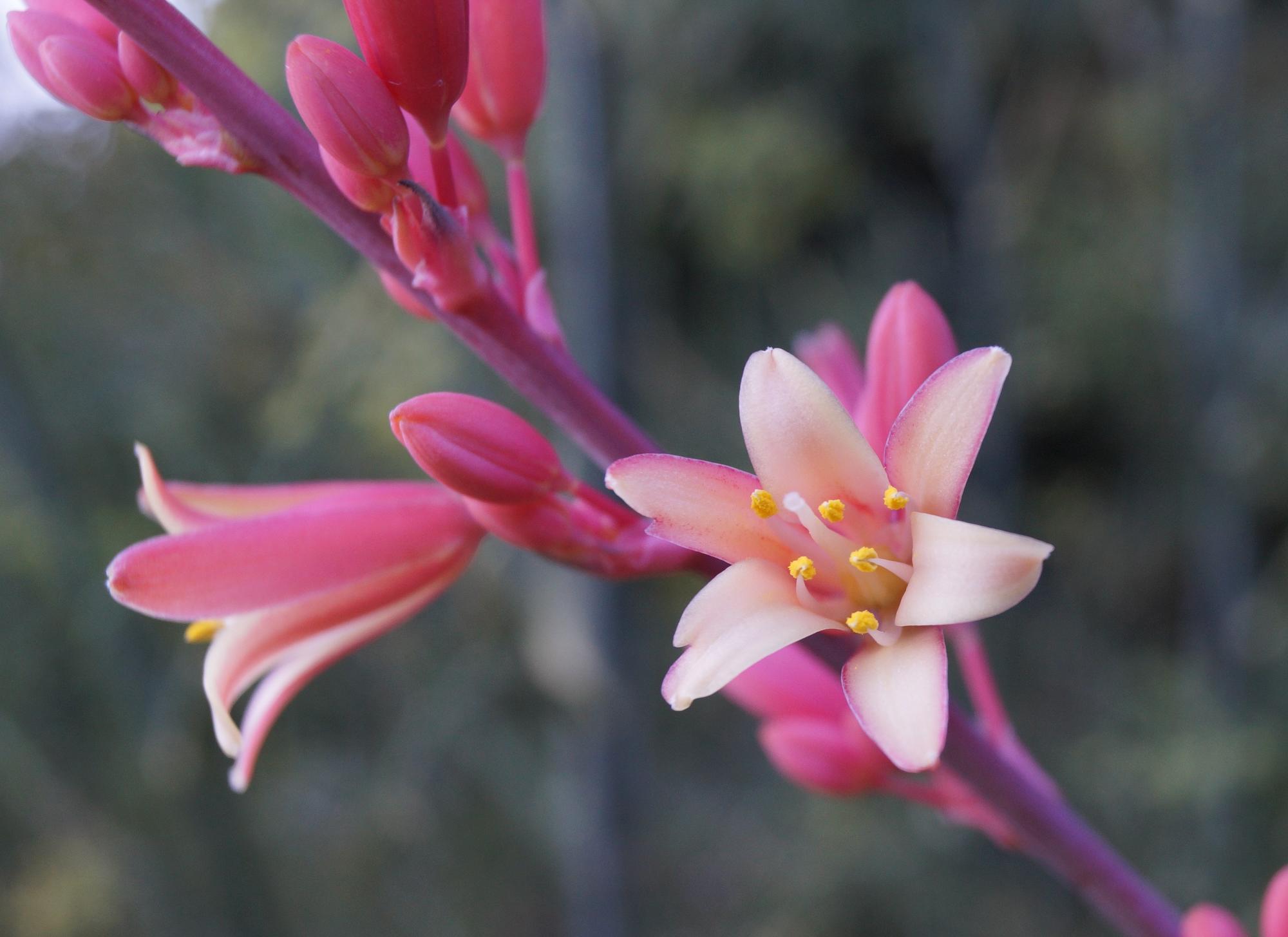 A close-up of Texas Red Yucca blooms.