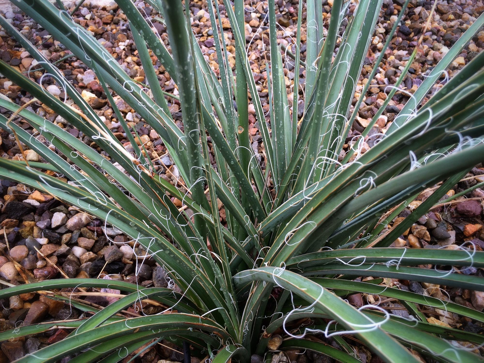bladelike stems of a Texas Red Yucca.