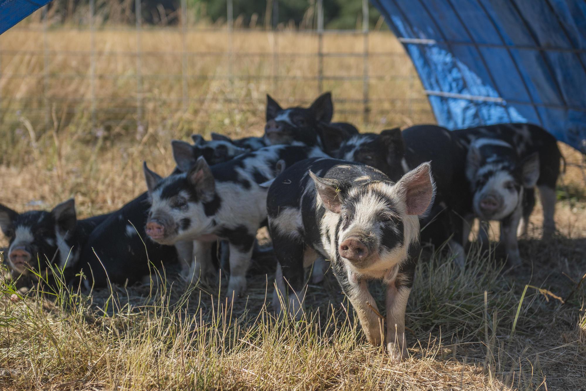 A group of young Idaho Pasture Pigs under a pasture shelter at Twisted Wood Ranch.