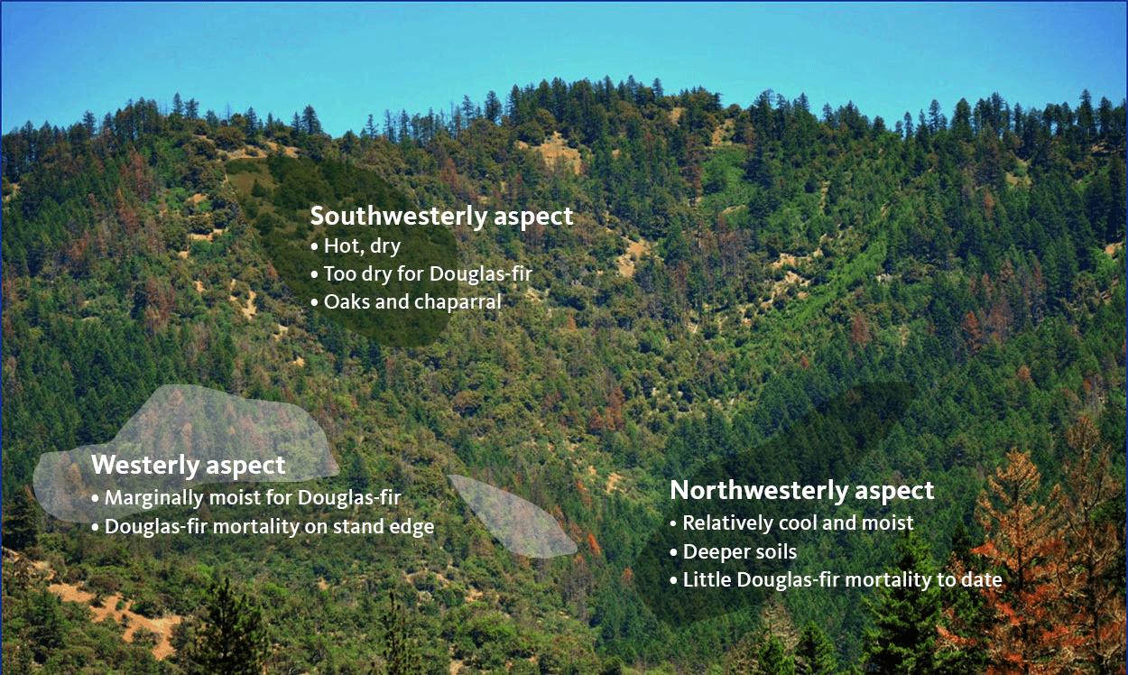 Hillside view shows trees in various stages of health. Southwesterly aspect: hot, dry; too dry for Douglas-fir; oaks and chaparral. Westerly aspect: marginally moist for Douglas-fir, Douglas-fir mortality on stand edge. Northwesterly aspect: relatively cool and moist; deeper soils; little Douglas-fir mortality to date.