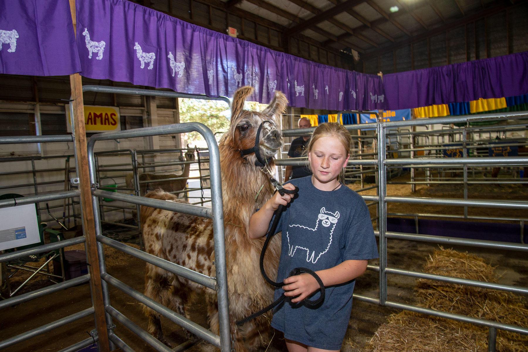 Harper Murray is in her second year of showing her llamas Willie and Teddy at the Clackamas County Fair.