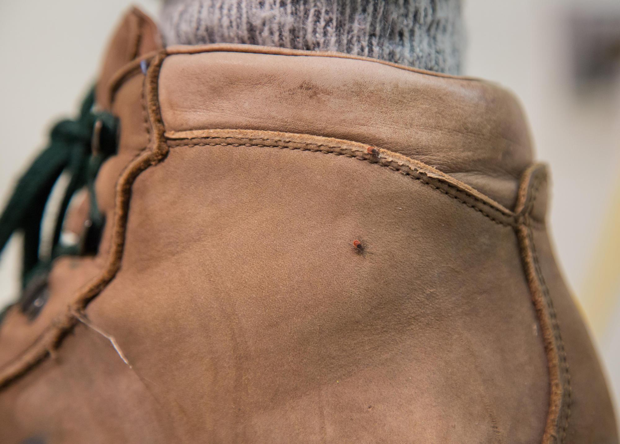 Two adult female blacklegged ticks on a hiking boot, to illustrate scale.