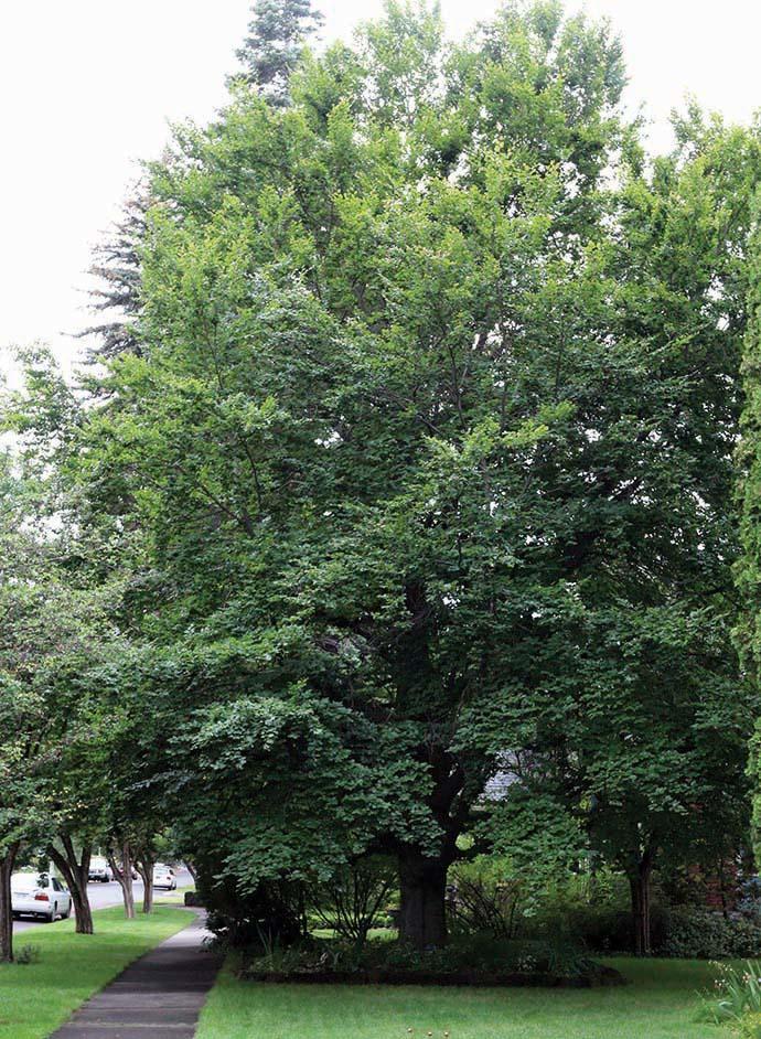 very large beech tree
