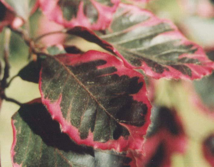 Maroon beech leaves edged in pink