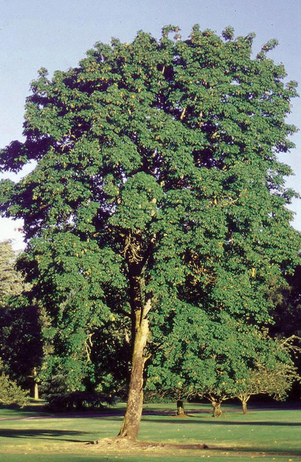 Very tall deciduous tree with lush foliage