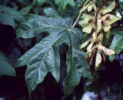 large dark green leaf and cluster of maple seeds