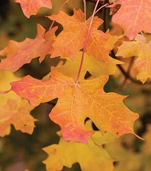 yellow-orange fall maple leaves
