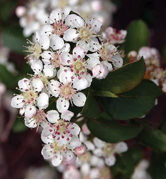 mass of tiny white flowers with long thin stamens