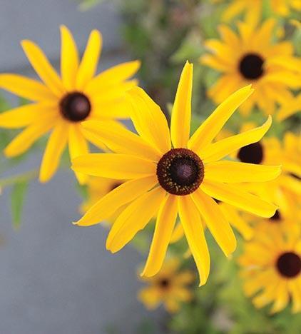 yellow daisy-like flowers with dark brown centers