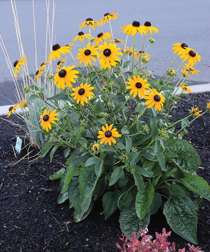 yellow daisy-like flowers with black centers and wedge-shaped leaves