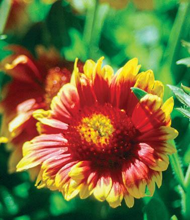 orange daisy-like flower with orange and yellow center. Petals edged in yellow.