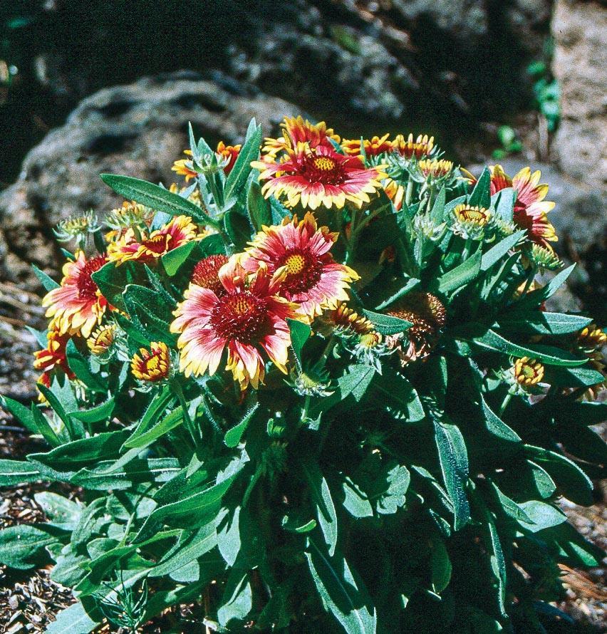 Daisy-like orange flowers with petals edged in yellow