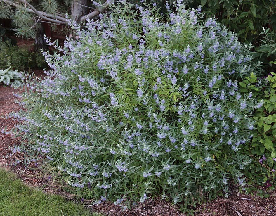 round bush with spikes of light blue flowers