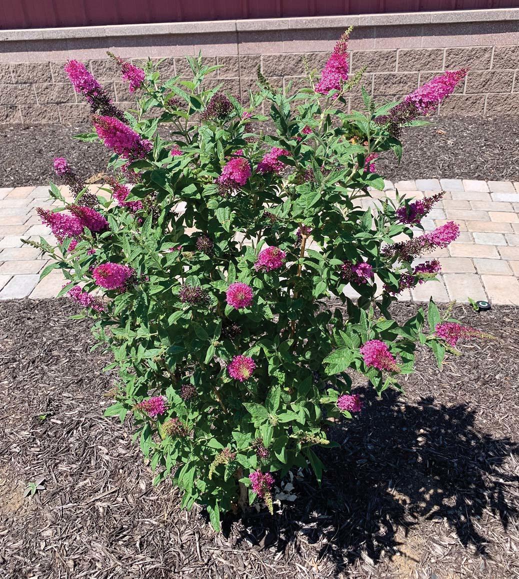 small bush with bright pink flower spikes