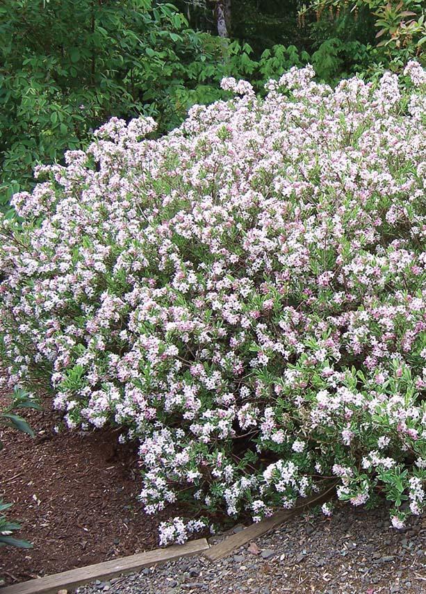 bush with many tiny white-pink flowers