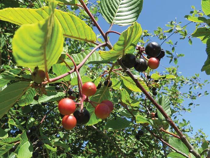 black and reddish round fruit dangles from branch with shiny ribbed leaves