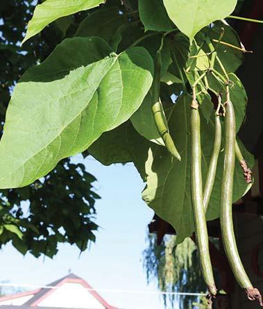 large oval-shaped leaves and long seed pods