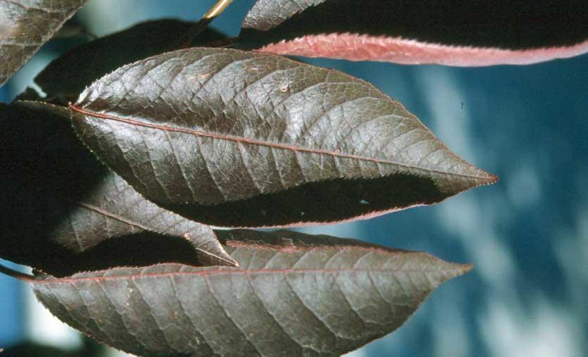 long, slender dark maroon leaves
