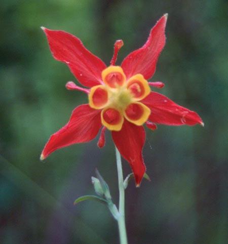 star-shaped red petals around yellow cup-shaped flower form