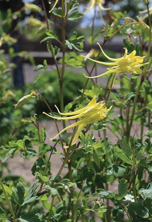 spiky cup-shaped yellow blooms atop fernlike foliage
