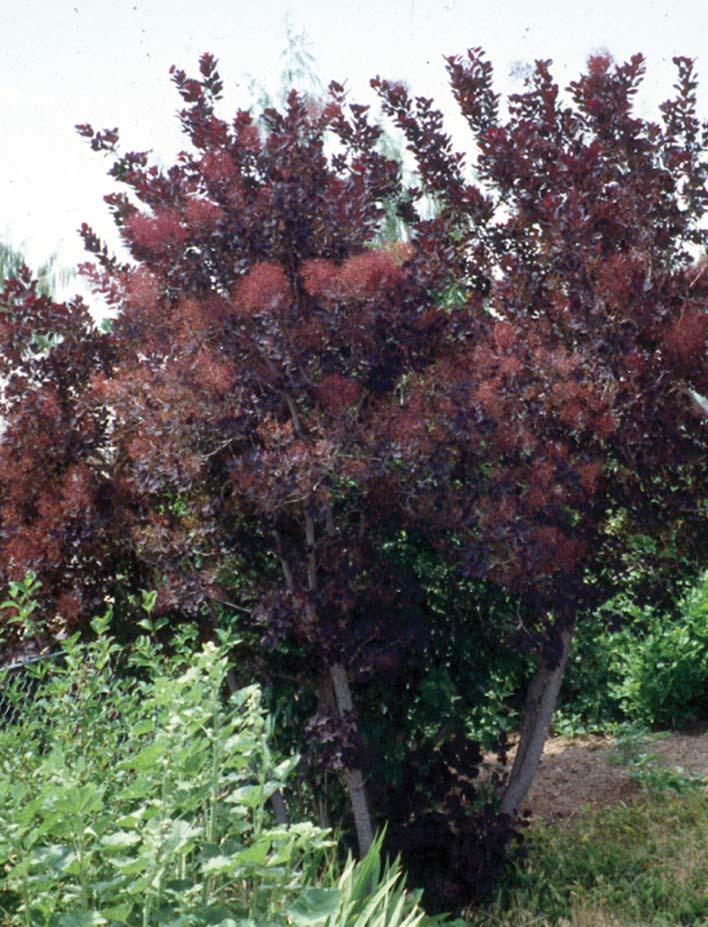 small tree with deep maroon foliage and dark pink feathery blooms