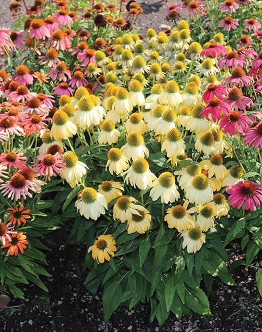 pale pink, white and purple conflowers with large yellow-orange centers