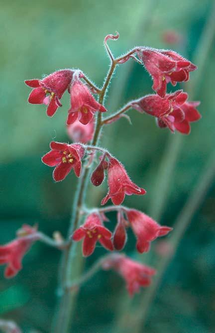 10 reddish cup-shaped flowers on a single stem