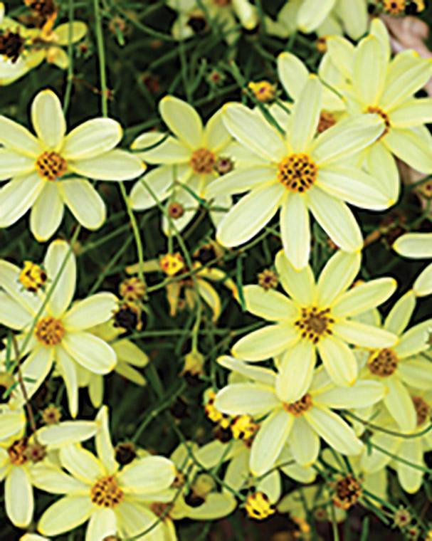 pale yellow star-shaped flowers with yellow centers
