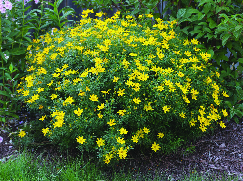 green bushy plant with masses of yellow flowers
